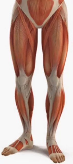 Legs.jpg